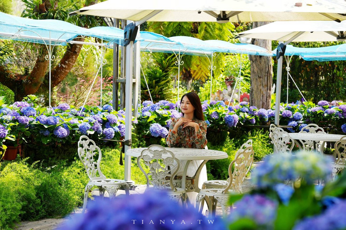 【花露農場】苗栗必訪賞花景點，繡球花季夢幻登場，2萬株花海搭配歐風造景，必嚐繡球花霜淇淋