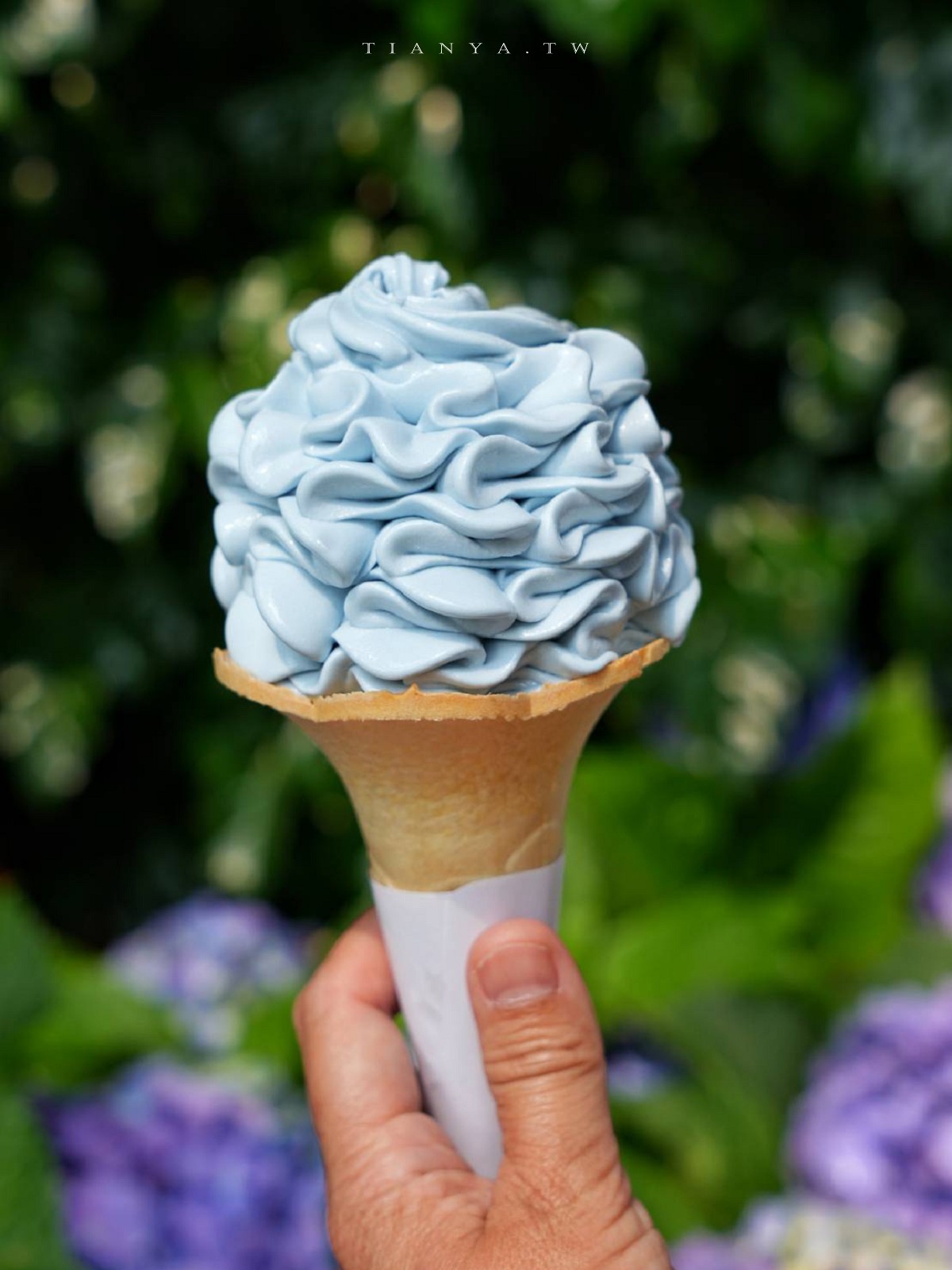 【花露農場】苗栗必訪賞花景點，繡球花季夢幻登場，2萬株花海搭配歐風造景，必嚐繡球花霜淇淋