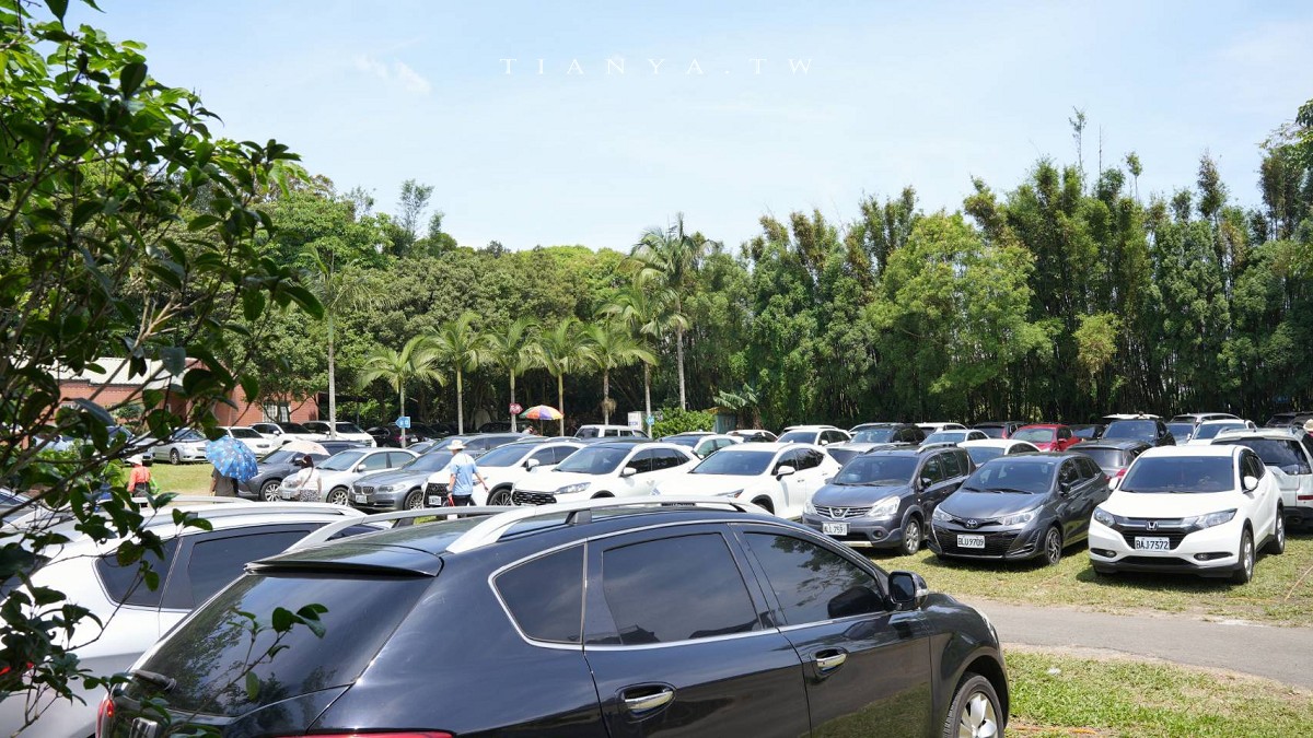 【甘家堡生態休閒園區】藏身私宅裡的桐花秘境，每年短暫開放兩週賞浪漫四月雪