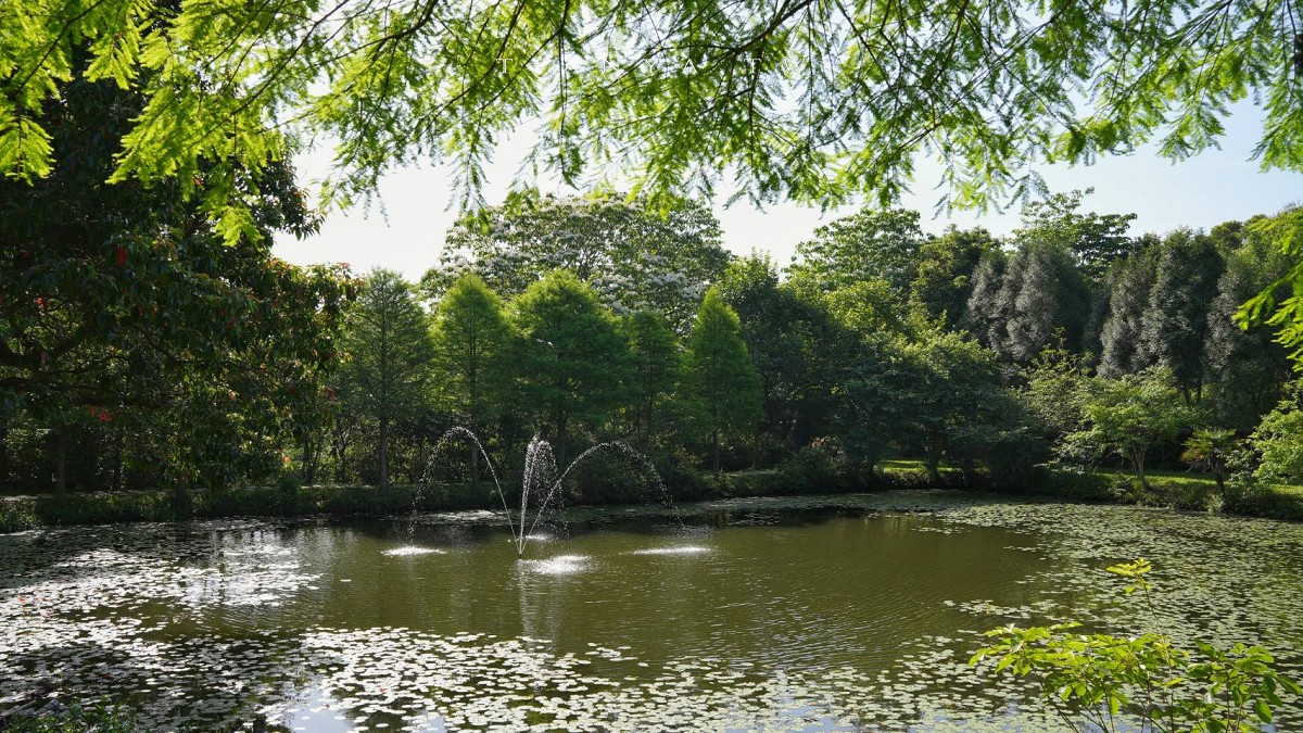 【甘家堡生態休閒園區】藏身私宅裡的桐花秘境，每年短暫開放兩週賞浪漫四月雪