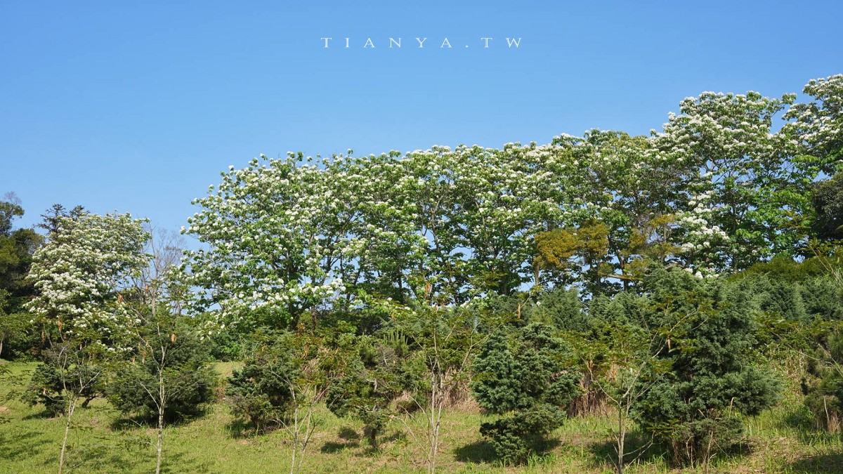 【甘家堡生態休閒園區】藏身私宅裡的桐花秘境，每年短暫開放兩週賞浪漫四月雪