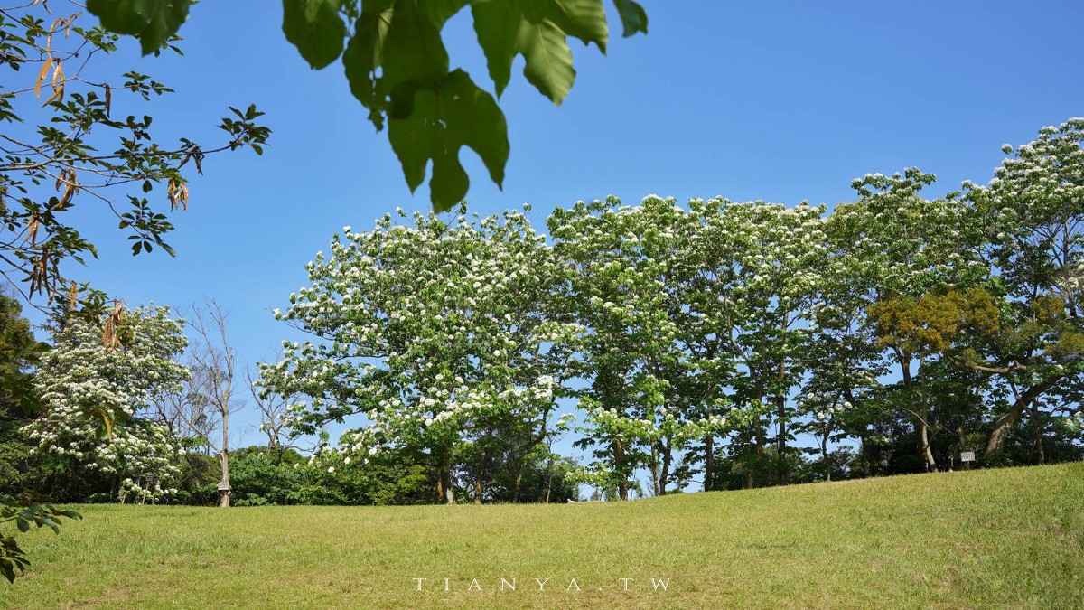 【甘家堡生態休閒園區】藏身私宅裡的桐花秘境，每年短暫開放兩週賞浪漫四月雪
