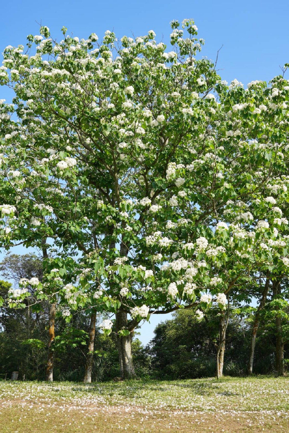 【甘家堡生態休閒園區】藏身私宅裡的桐花秘境，每年短暫開放兩週賞浪漫四月雪