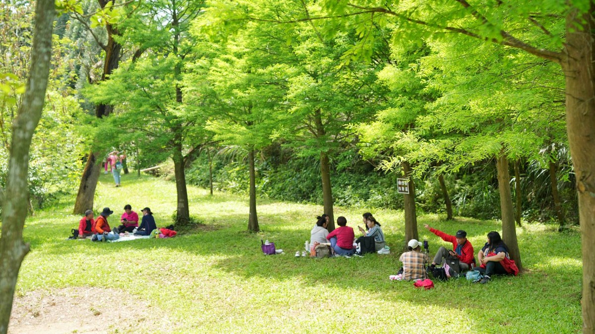 【甘家堡生態休閒園區】藏身私宅裡的桐花秘境，每年短暫開放兩週賞浪漫四月雪