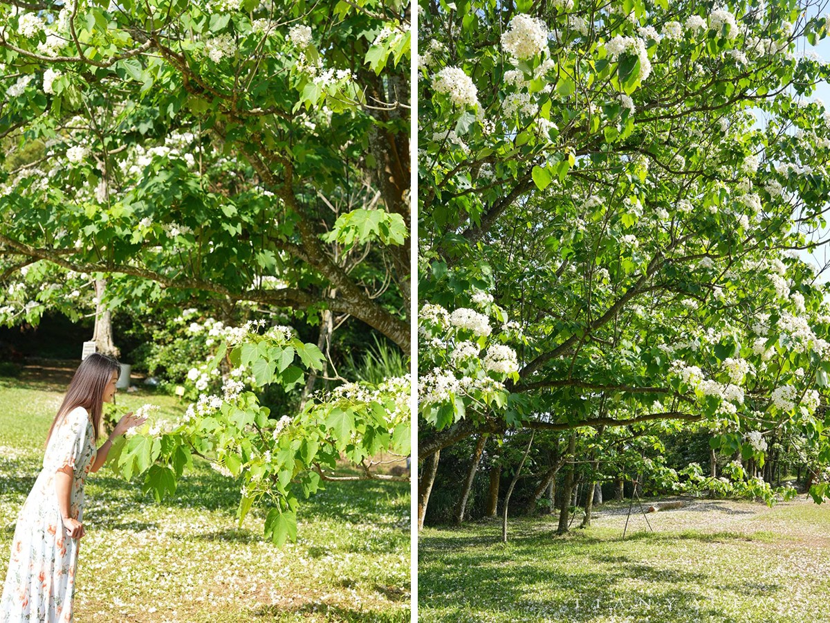 【甘家堡生態休閒園區】藏身私宅裡的桐花秘境，每年短暫開放兩週賞浪漫四月雪