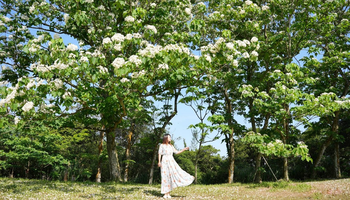 【甘家堡生態休閒園區】藏身私宅裡的桐花秘境，每年短暫開放兩週賞浪漫四月雪