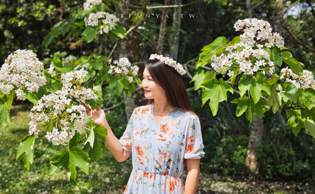 【甘家堡生態休閒園區】藏身私宅裡的桐花秘境，每年短暫開放兩週賞浪漫四月雪