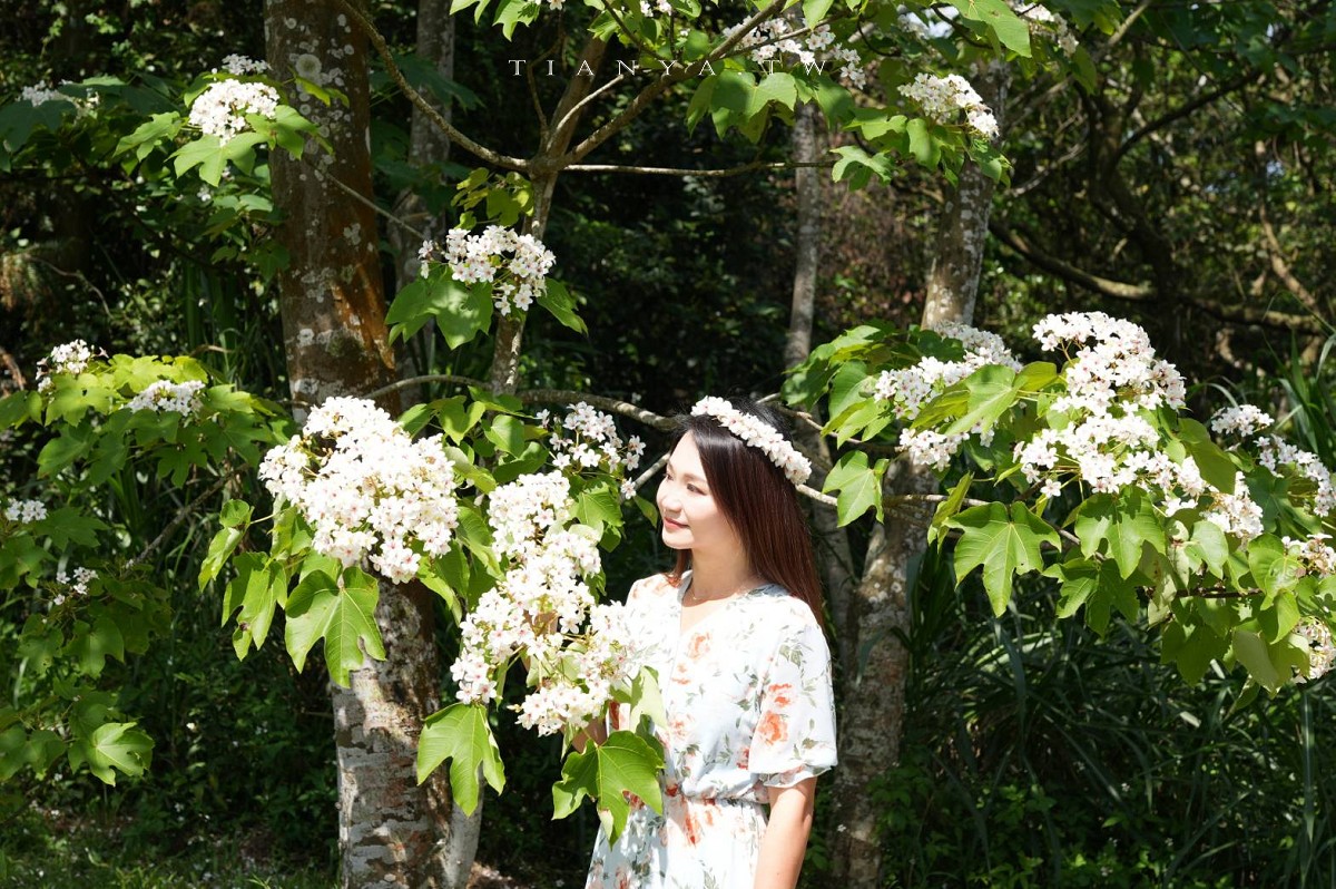 【甘家堡生態休閒園區】藏身私宅裡的桐花秘境，每年短暫開放兩週賞浪漫四月雪