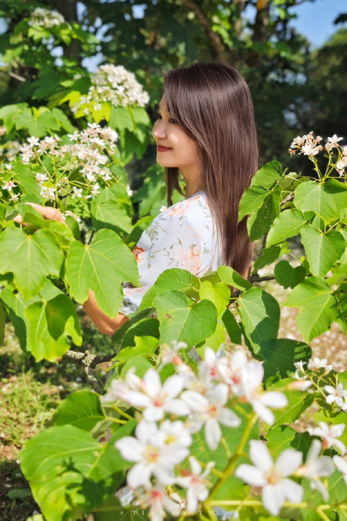 【甘家堡生態休閒園區】藏身私宅裡的桐花秘境，每年短暫開放兩週賞浪漫四月雪