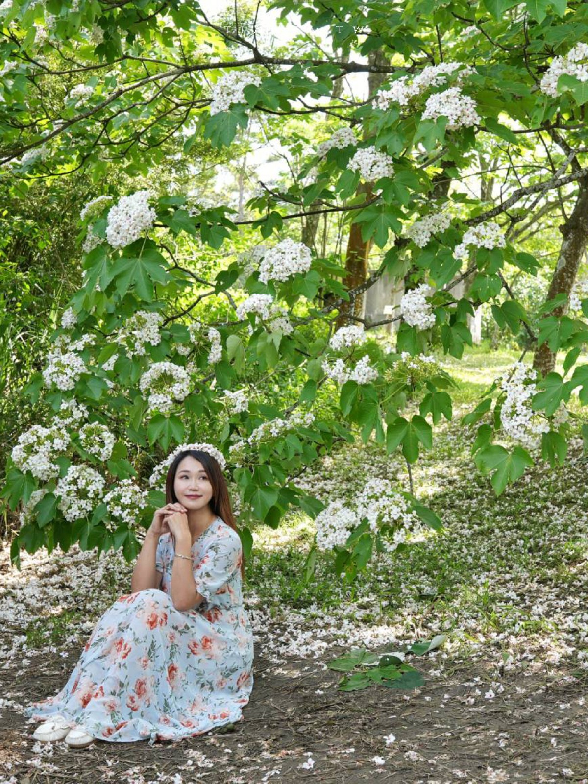 【甘家堡生態休閒園區】藏身私宅裡的桐花秘境，每年短暫開放兩週賞浪漫四月雪