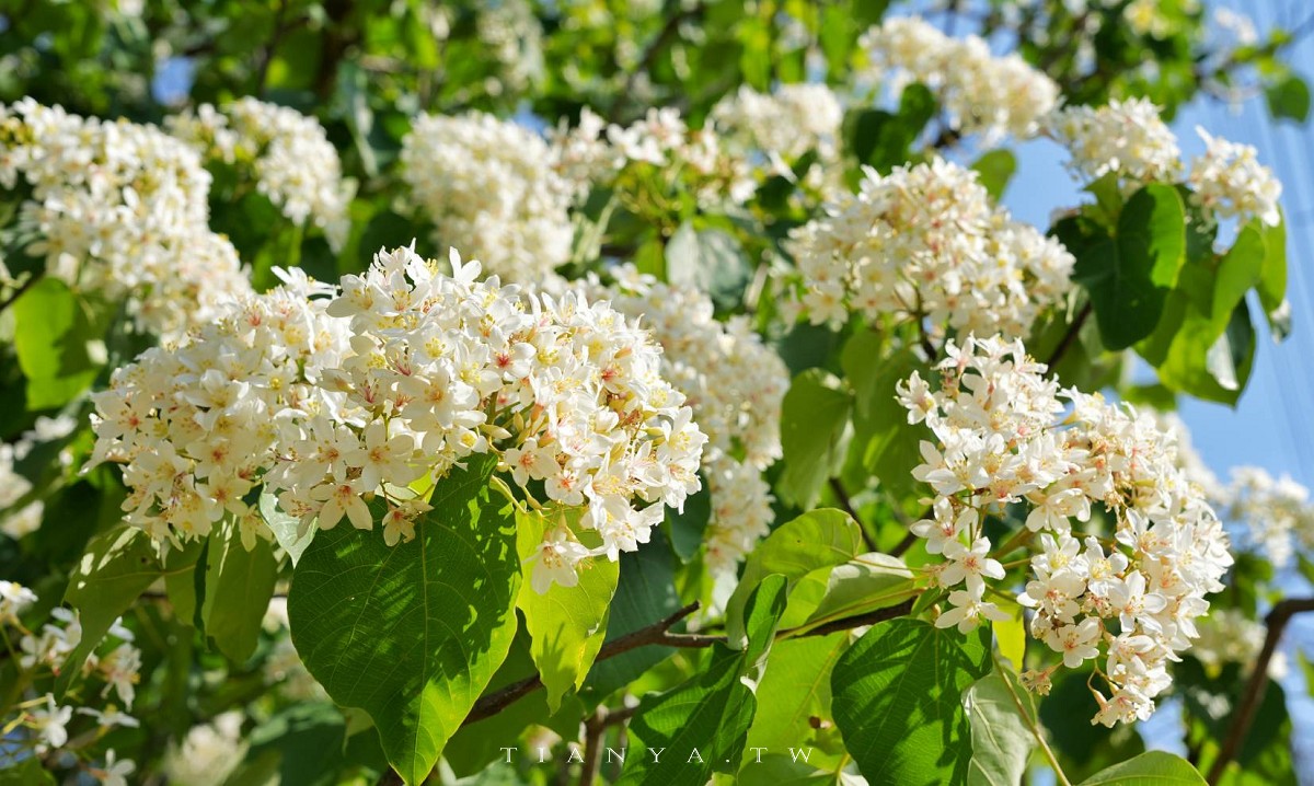 【甘家堡生態休閒園區】藏身私宅裡的桐花秘境，每年短暫開放兩週賞浪漫四月雪