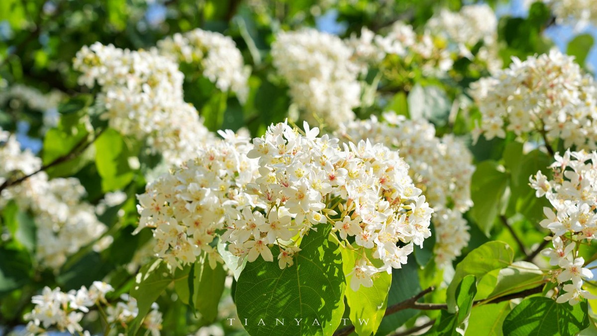 【甘家堡生態休閒園區】藏身私宅裡的桐花秘境，每年短暫開放兩週賞浪漫四月雪