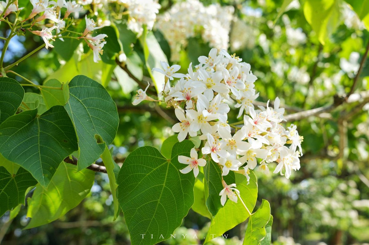 【甘家堡生態休閒園區】藏身私宅裡的桐花秘境，每年短暫開放兩週賞浪漫四月雪