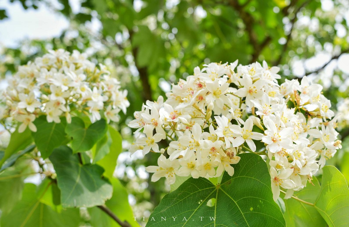 【甘家堡生態休閒園區】藏身私宅裡的桐花秘境，每年短暫開放兩週賞浪漫四月雪