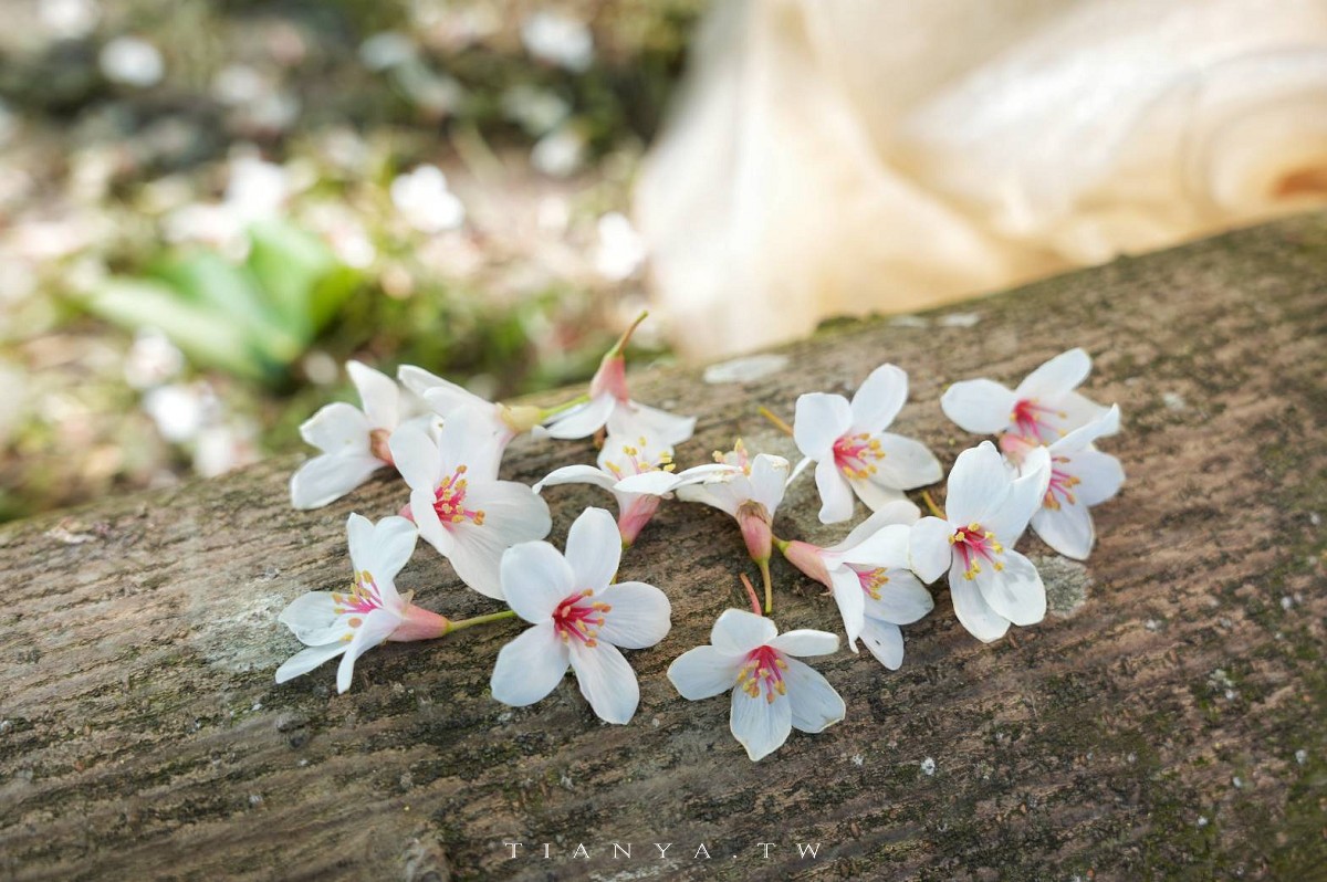【甘家堡生態休閒園區】藏身私宅裡的桐花秘境，每年短暫開放兩週賞浪漫四月雪