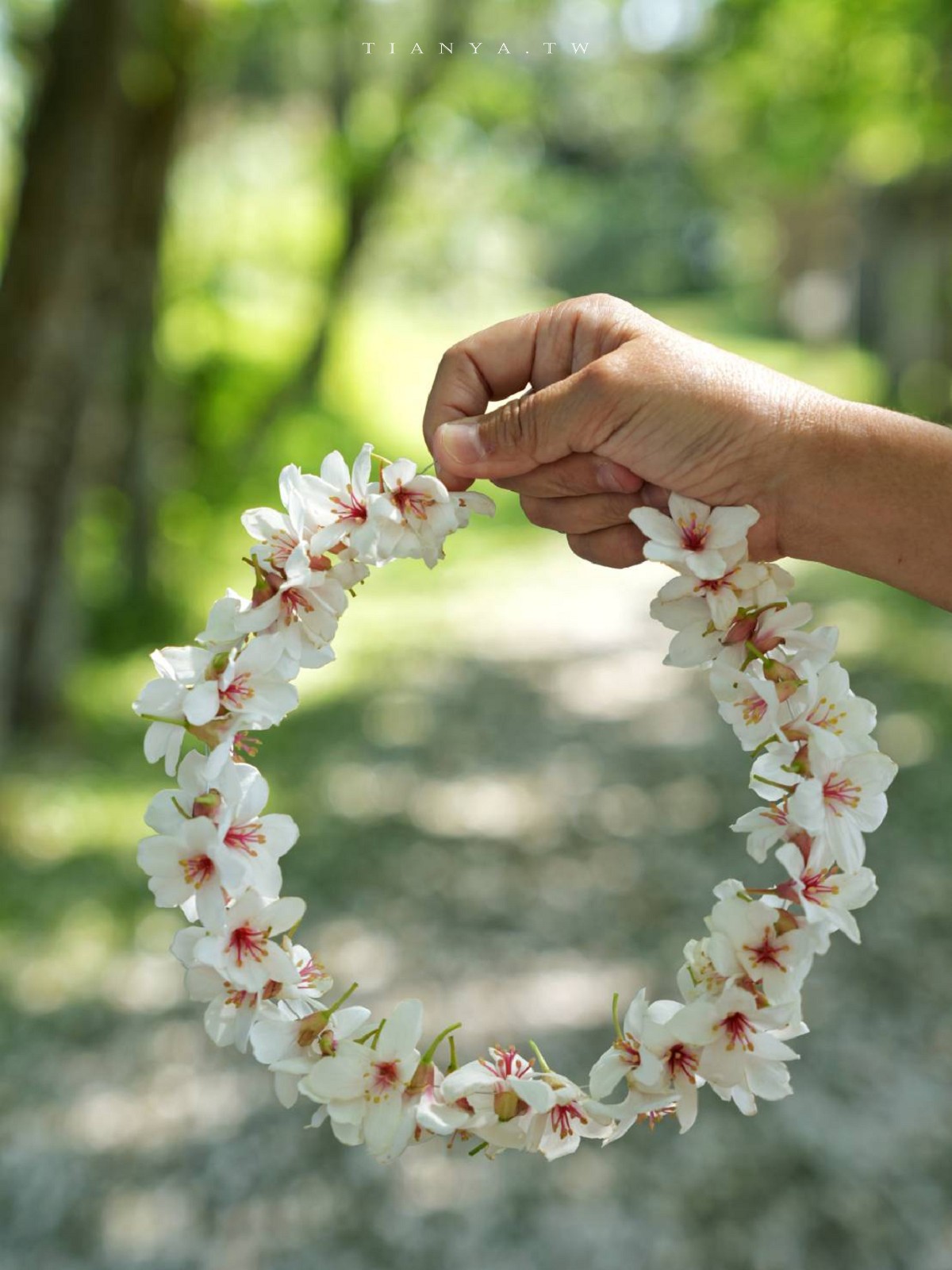 【甘家堡生態休閒園區】藏身私宅裡的桐花秘境，每年短暫開放兩週賞浪漫四月雪