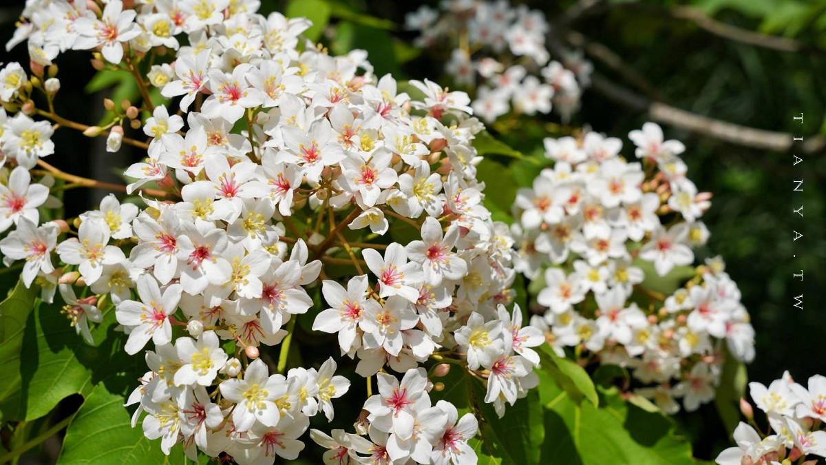 【甘家堡生態休閒園區】藏身私宅裡的桐花秘境，每年短暫開放兩週賞浪漫四月雪