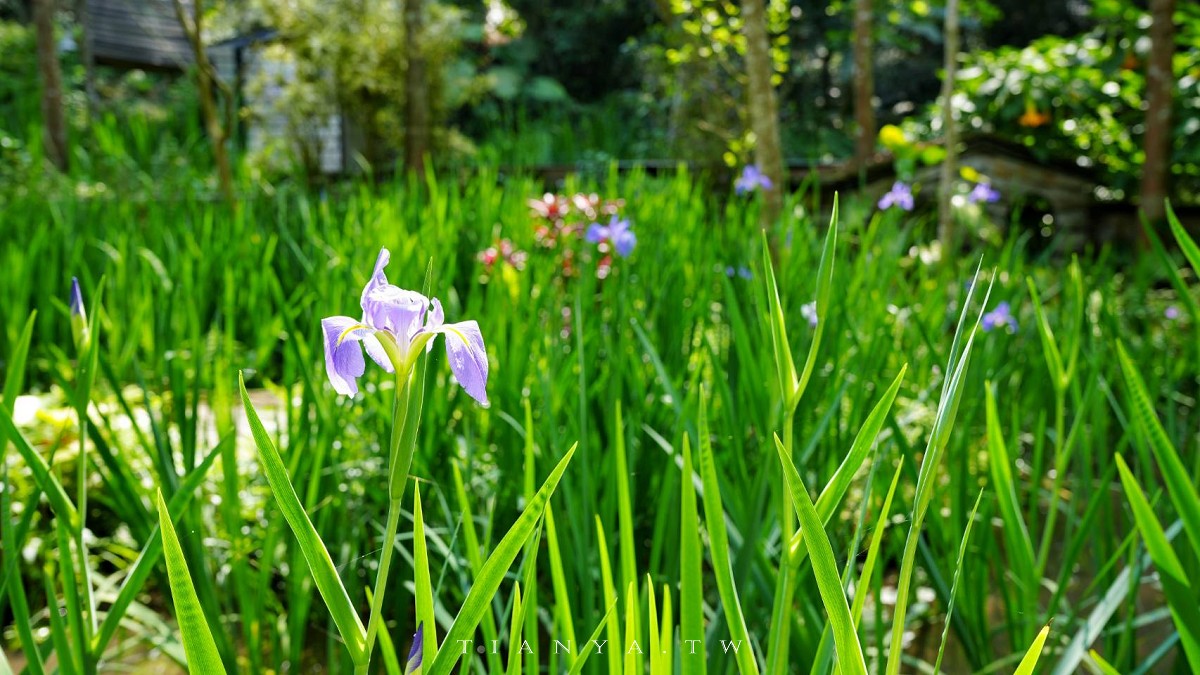 【卓也小屋渡假園區】台式農村桃花源,藍染體驗與森林系秘境一日遊 【卓也小屋渡假園區】台式農村桃花源,藍染體驗與森林系秘境一日遊