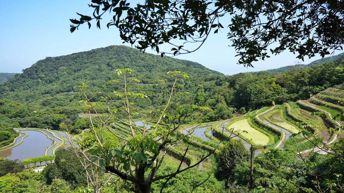 【石門嵩山百年梯田】全台唯一百年石砌梯田，隱藏版賞花秘境，春天限定鳶尾花季夢幻登場