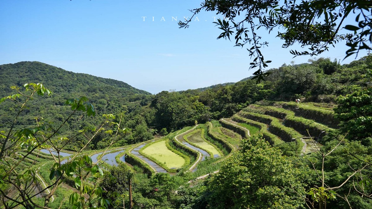 【石門嵩山百年梯田】全台唯一百年石砌梯田，隱藏版賞花秘境，春天限定鳶尾花季夢幻登場