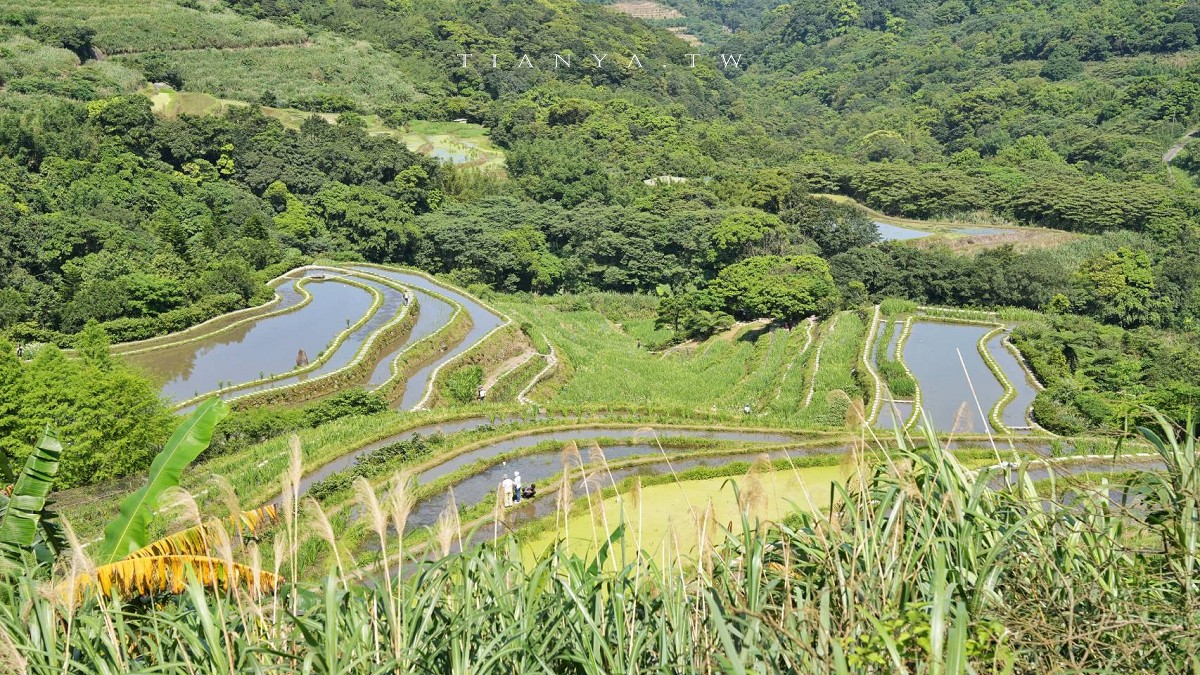 【石門嵩山百年梯田】全台唯一百年石砌梯田，隱藏版賞花秘境，春天限定鳶尾花季夢幻登場