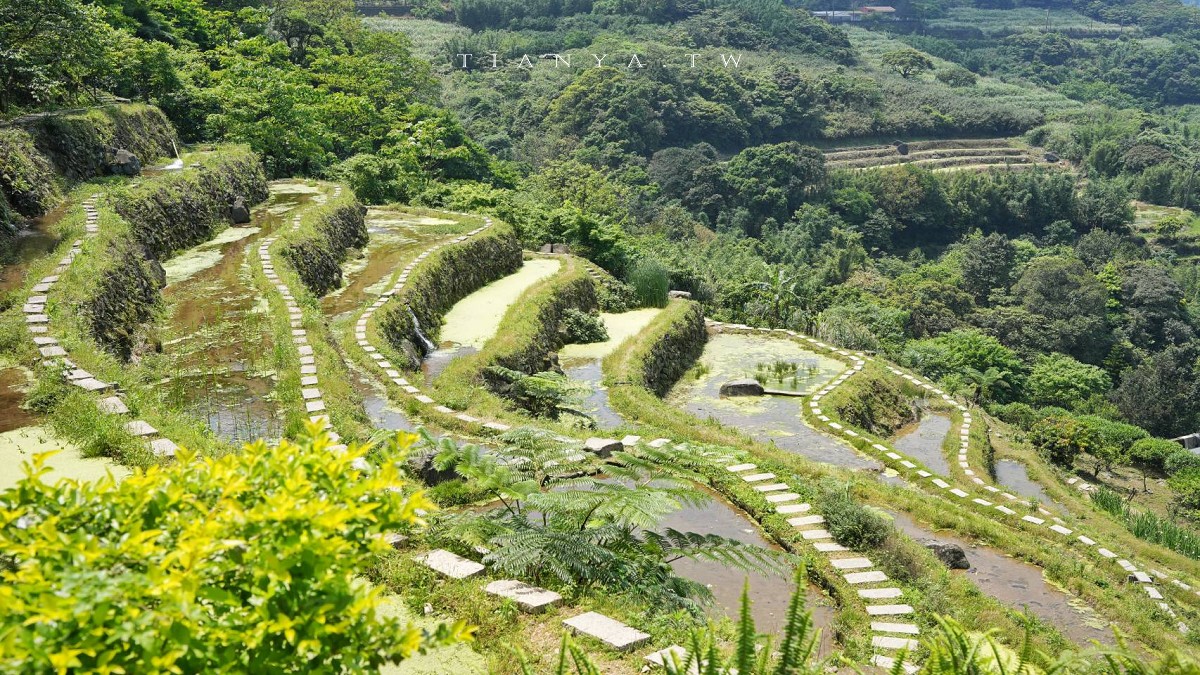 【石門嵩山百年梯田】全台唯一百年石砌梯田，隱藏版賞花秘境，春天限定鳶尾花季夢幻登場