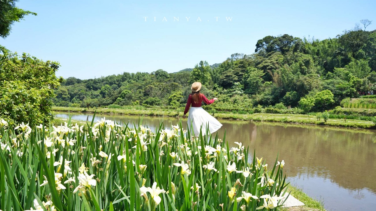 【石門嵩山百年梯田】全台唯一百年石砌梯田，隱藏版賞花秘境，春天限定鳶尾花季夢幻登場
