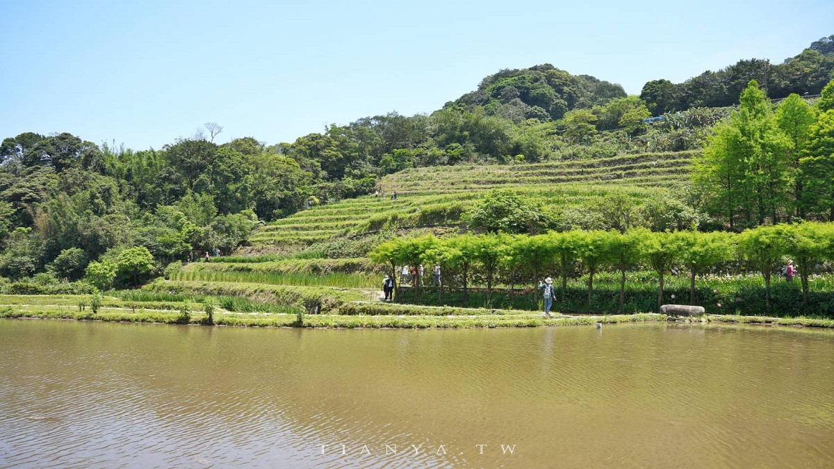 【石門嵩山百年梯田】全台唯一百年石砌梯田，隱藏版賞花秘境，春天限定鳶尾花季夢幻登場