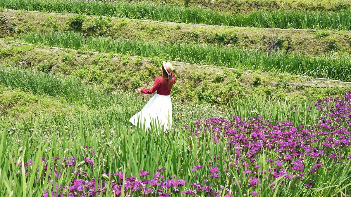 【石門嵩山百年梯田】全台唯一百年石砌梯田，隱藏版賞花秘境，春天限定鳶尾花季夢幻登場