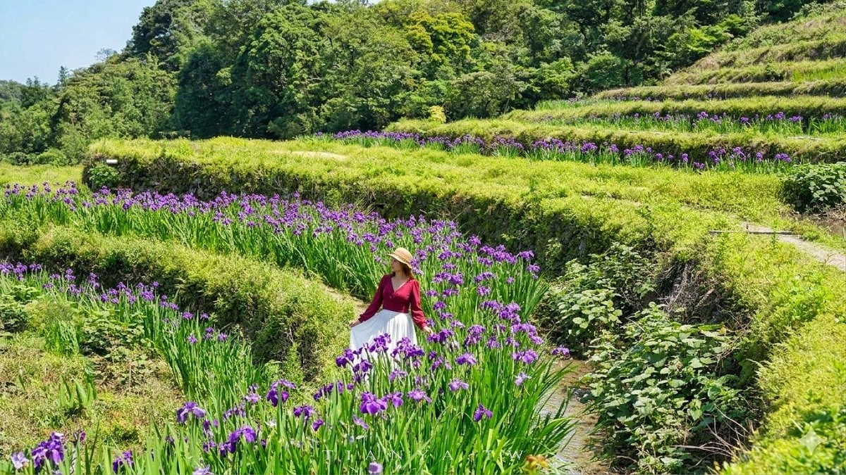 【石門嵩山百年梯田】全台唯一百年石砌梯田，隱藏版賞花秘境，春天限定鳶尾花季夢幻登場