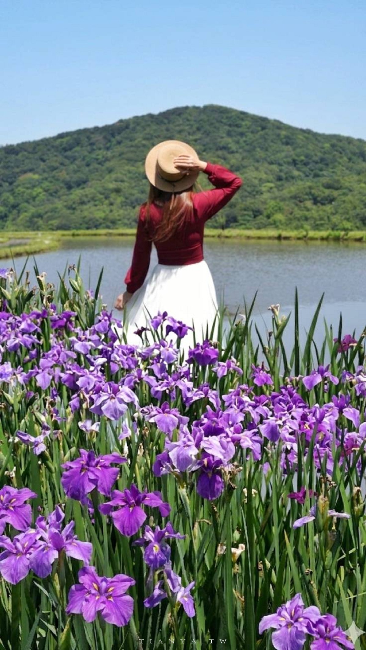 【石門嵩山百年梯田】全台唯一百年石砌梯田，隱藏版賞花秘境，春天限定鳶尾花季夢幻登場