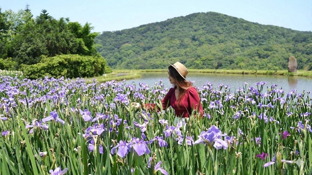 【石門嵩山百年梯田】全台唯一百年石砌梯田，隱藏版賞花秘境，春天限定鳶尾花季夢幻登場