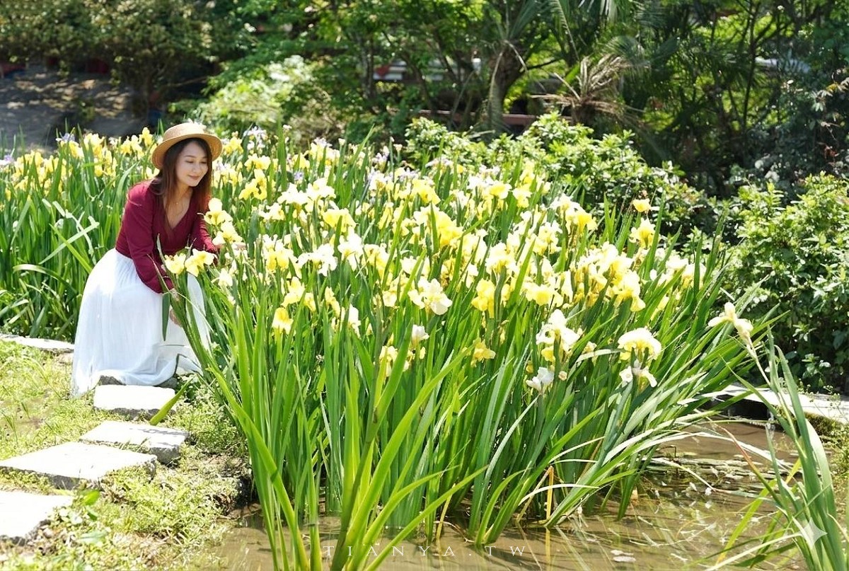 【石門嵩山百年梯田】全台唯一百年石砌梯田，隱藏版賞花秘境，春天限定鳶尾花季夢幻登場