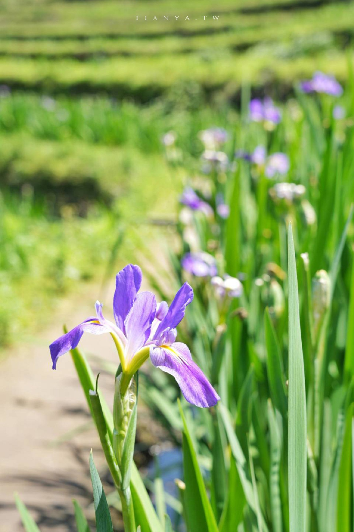 【石門嵩山百年梯田】全台唯一百年石砌梯田，隱藏版賞花秘境，春天限定鳶尾花季夢幻登場