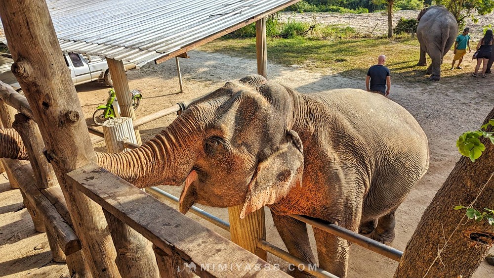 【泰國體驗】清邁大象自然保護區半日遊，陪大象洗澡玩泥巴，近距離親近大象