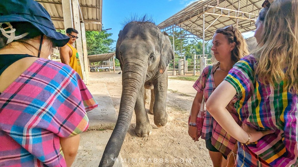 【泰國體驗】清邁大象自然保護區半日遊，陪大象洗澡玩泥巴，近距離親近大象