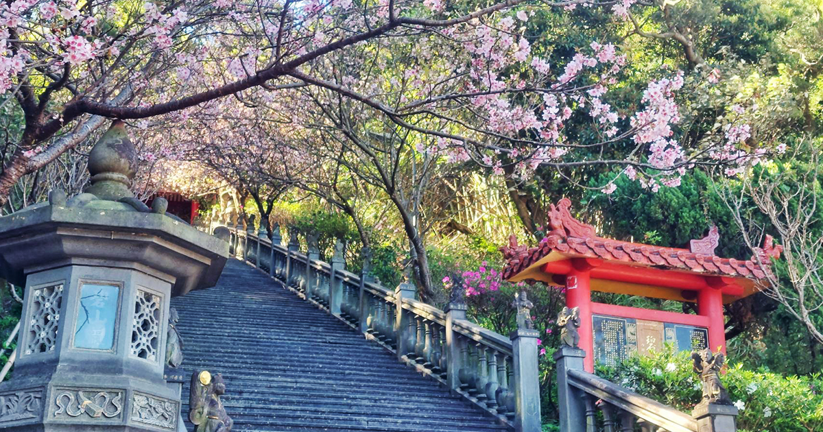 【台北景點】碧山巖｜春季必訪古剎石階粉櫻隧道，登頂喝現磨有機咖啡賞無邊際景觀，台北101近在眼前 @下一站，天涯