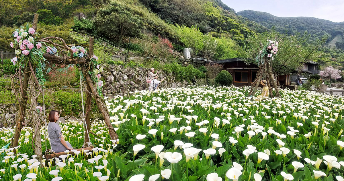 【台北景點】名陽匍休閒農莊｜陽明山海芋田裡竟然有仙氣爆棚的花鞦韆，隨手拍就是唯美風明信片，門票換整束海芋 @下一站，天涯