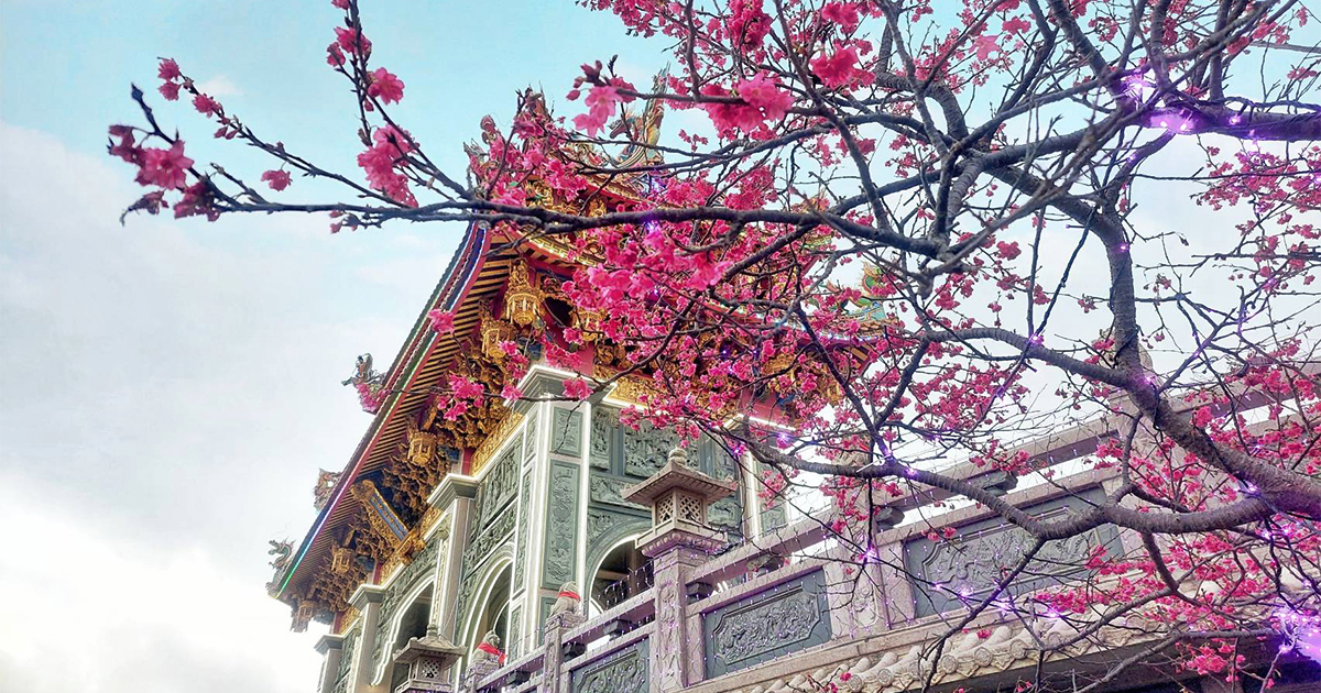 【新北景點】竹林山觀音寺｜春日祈福兼賞櫻，遊江南園林賞粉爆櫻花，夢幻燈海越夜越美麗 @下一站，天涯