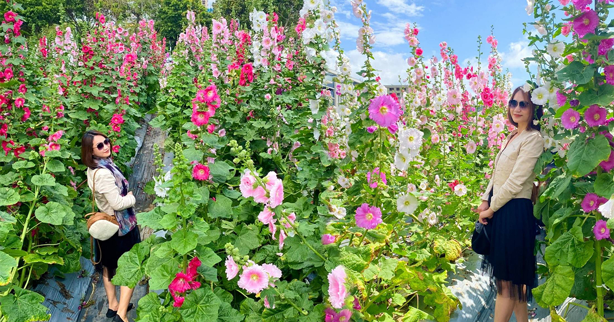 【台北景點】北投奇岩蜀葵花海｜奇岩二號公園旁2000株蜀葵花免費賞，城市花海搭捷運就能到 @下一站，天涯