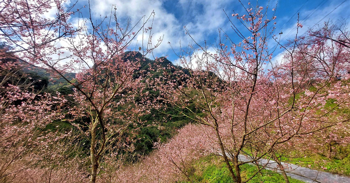 【新北景點】大熊櫻花林｜超過4000株櫻花浪漫盛放，穿梭櫻花隧道秒到日本