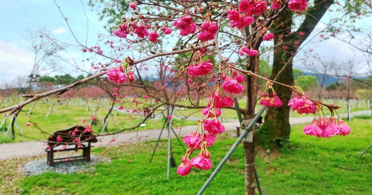 【宜蘭景點】崙埤櫻花公園｜河濱公園700株山櫻花隨意拍，搭配滿園波斯菊花海美不勝收 @下一站，天涯