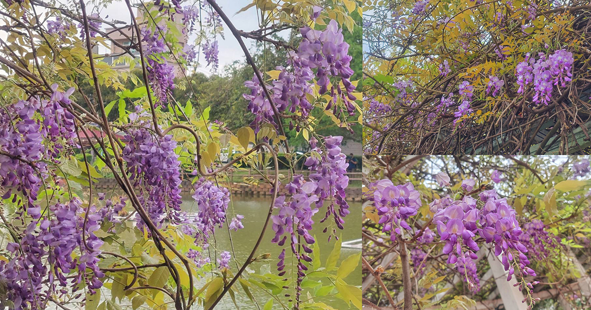 【追花熱點懶人包】大桃園紫藤花秘境大公開，3個公園裡秘藏最美紫色風暴 @下一站，天涯