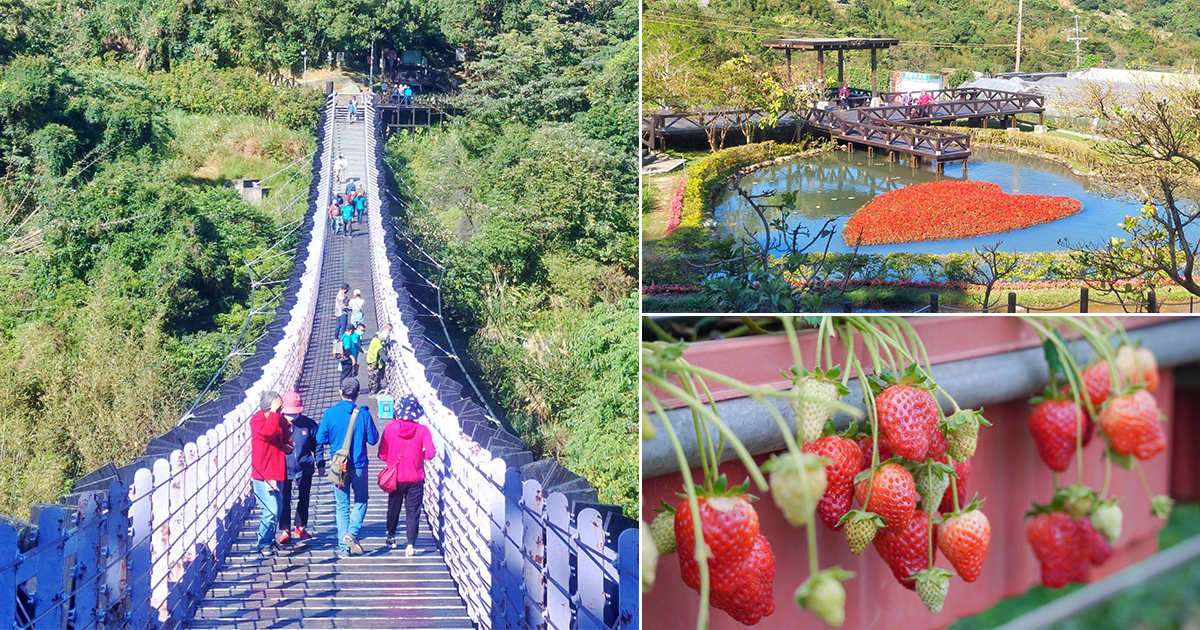 【台北景點】白石湖休閒農業區｜搭公車就能到的城郊景點，走過浪漫紫色吊橋去採有機草莓、大啖草莓大餐