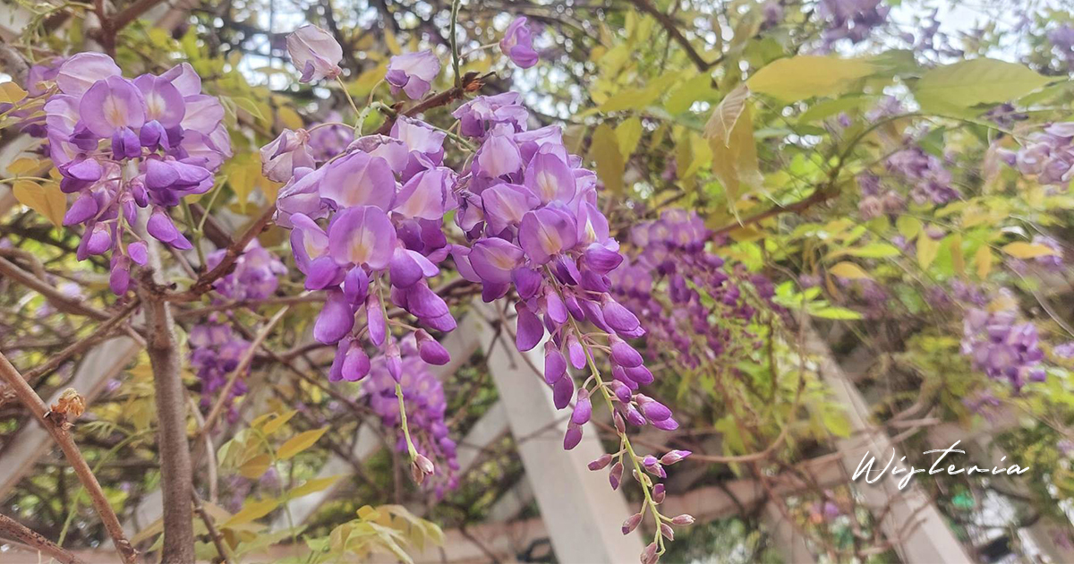 【桃園景點】龍德公園｜隱藏在社區公園內的紫藤花景點，彎月花廊垂掛著飄逸的紫色花串，每逢春天必成打卡熱點 @下一站，天涯